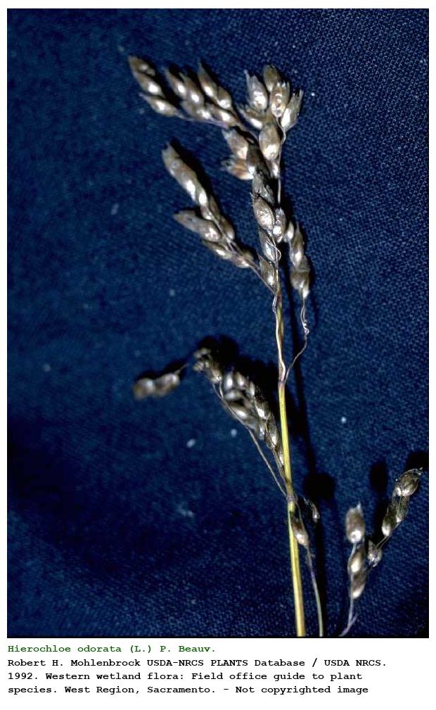 Hierochloe odorata (L.) P. Beauv.